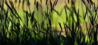 Tall grass
