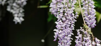Wisteria