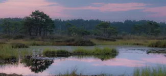 Image of wetlands