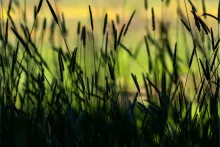 Tall grass